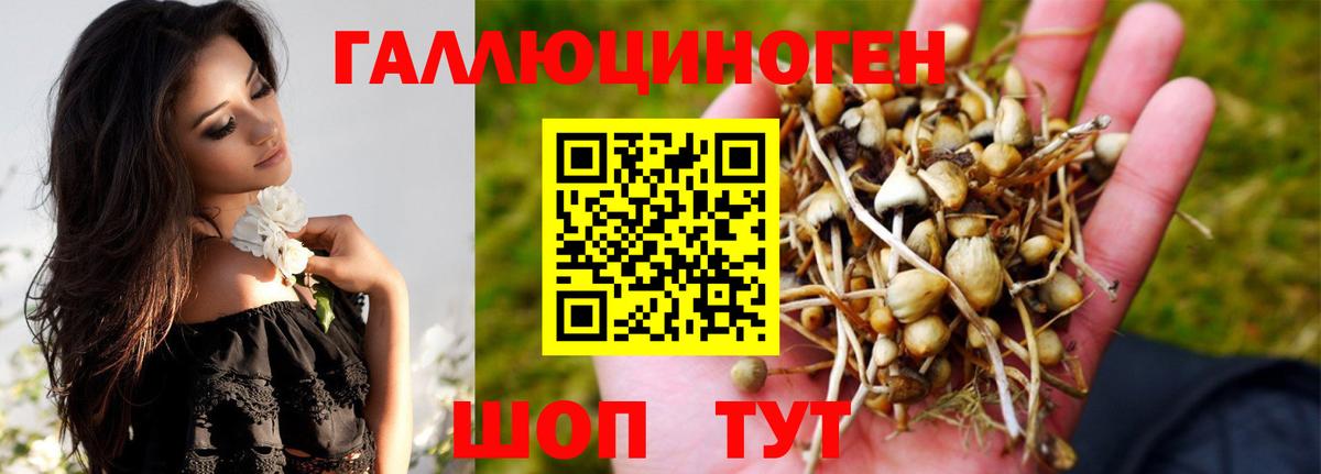 Псилоцибиновые грибы Psilocybe Калининград